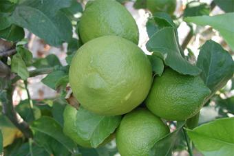 Лучшие сорта лимонов для выращивания в закрытом помещении